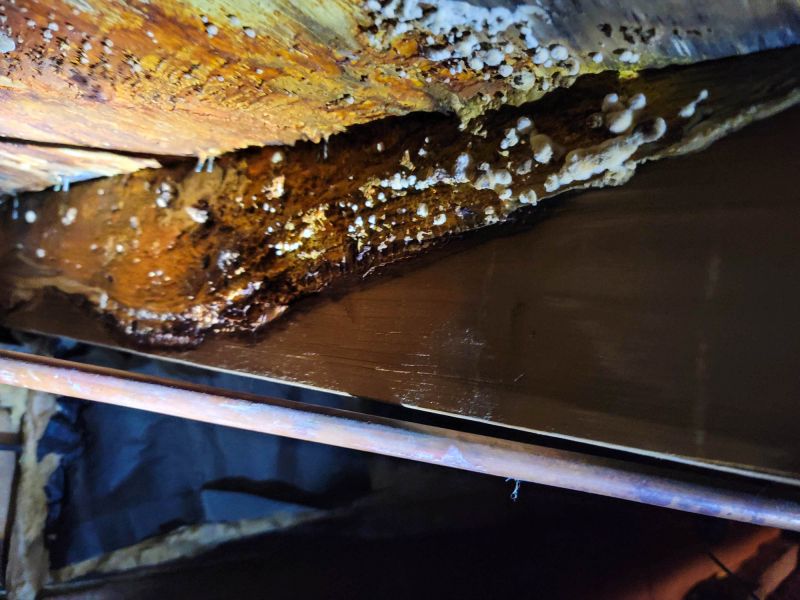Basement Mold Remediation in Boca Raton, FL