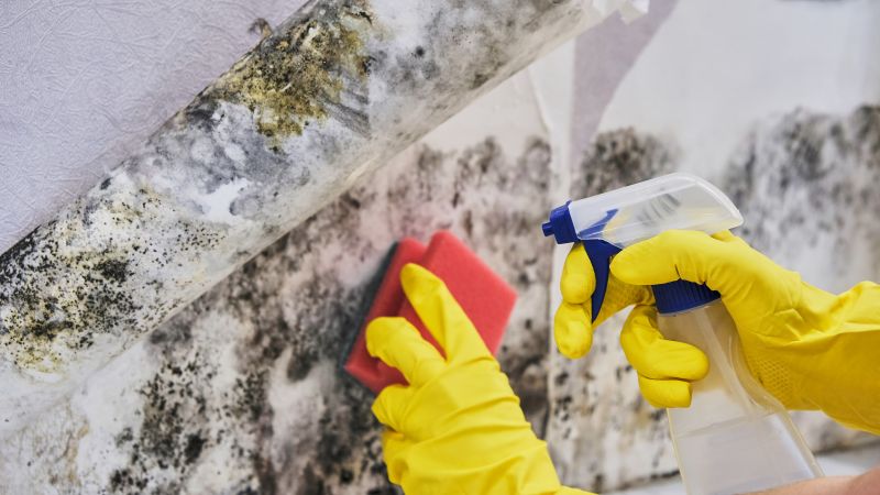 Garage Mold Remediation in Fort Lauderdale, FL