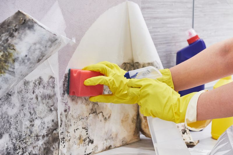 Mold Cleanup Service in Boca Raton, FL