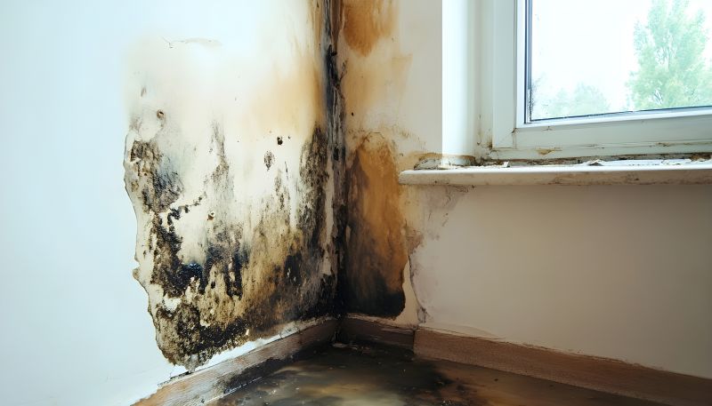 Basement Mold Removal in Essex County, NJ