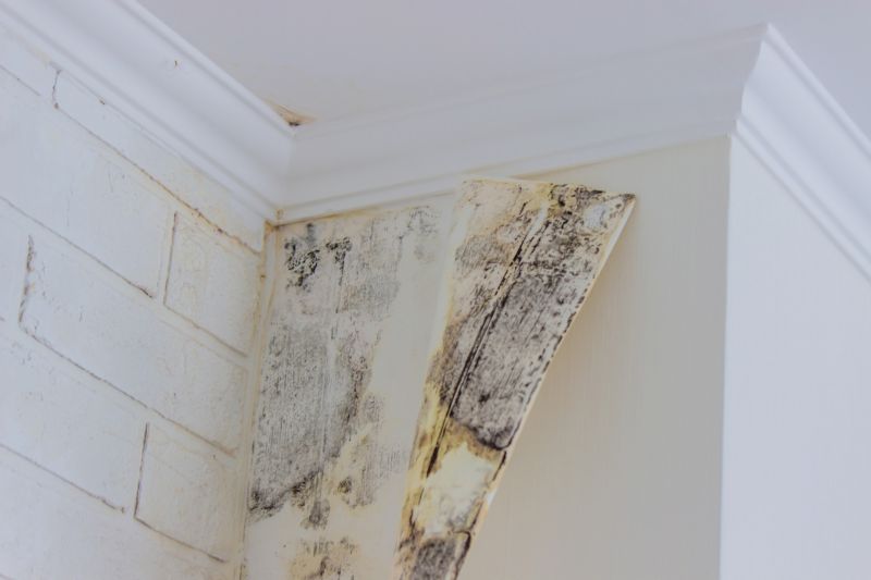 Black Mold Remediation in Jupiter, FL
