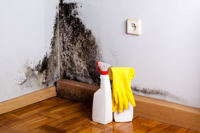 Black Mold Removal