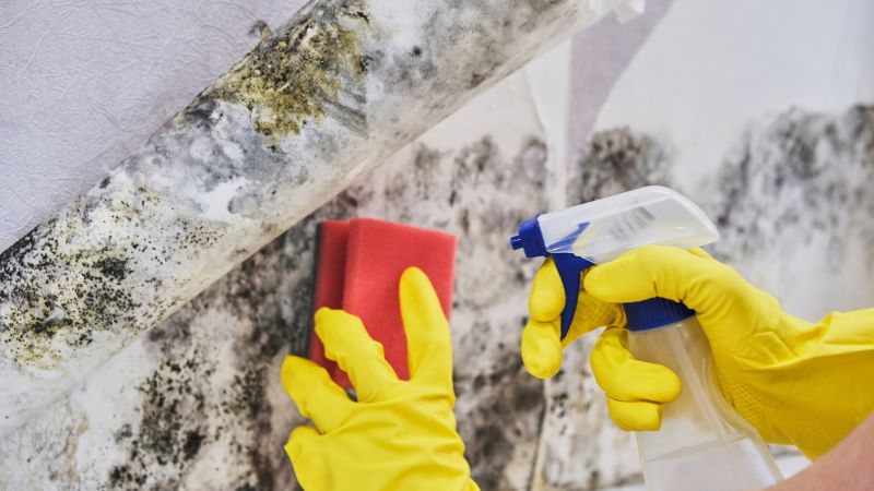 Black Mold Removal