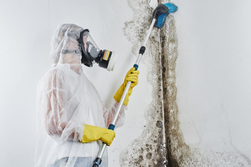 Black Mold Removal Process