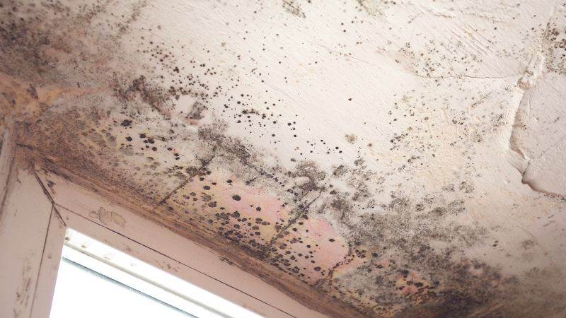 Mold Damage in Attics