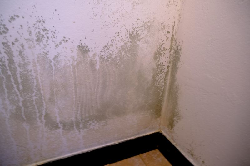 Ceiling Mold Removal in Frisco, TX