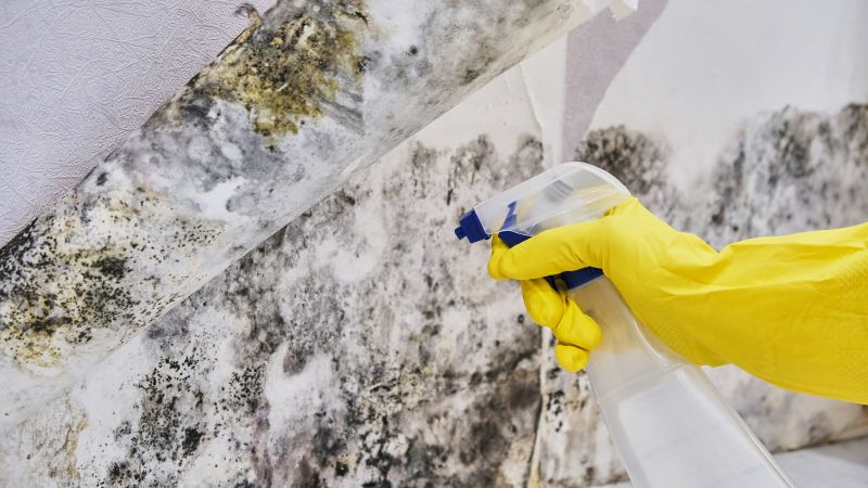 Mold Abatement in West Palm Beach, FL