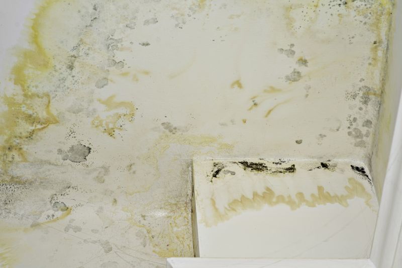 Mold Removal in Bergen County, NJ